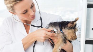 c38d9169ae3a4753ba81ab6edac00deb