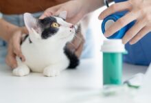 d83ce5fcd2f44ee0a27e781f6b9ca48e