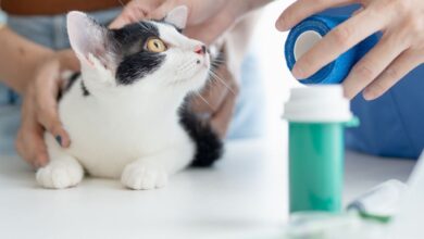 d83ce5fcd2f44ee0a27e781f6b9ca48e