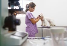 Glomerulonefrite Imunomediada canina