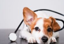 Neutropenia Imunomediada canina