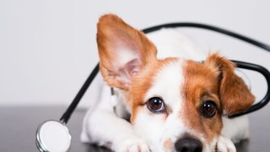 Neutropenia Imunomediada canina