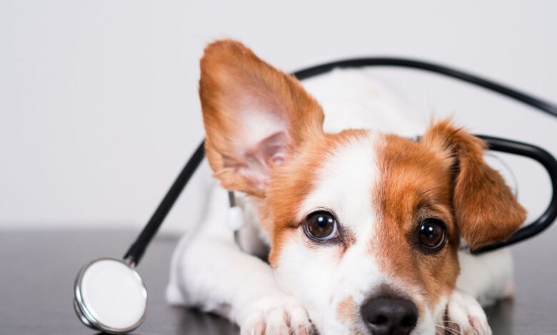 Neutropenia Imunomediada canina