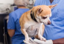 Tricuríase — O Chicote Silencioso do Intestino Grosso