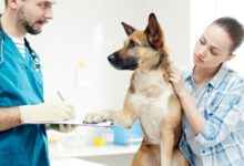 Caxumba em Cães: Transmissão do Paramyxovírus humano para cães domésticos via contato próximo.