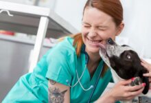 Vasculite Imunomediada canina