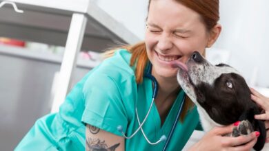 Vasculite Imunomediada canina