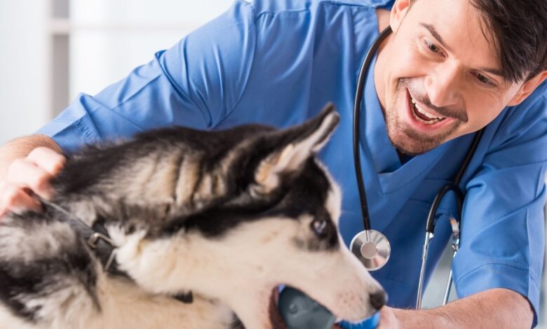 Norovirose em Cães: Transmissão do Norovírus humano, causador de gastroenterite, para cães e suínos