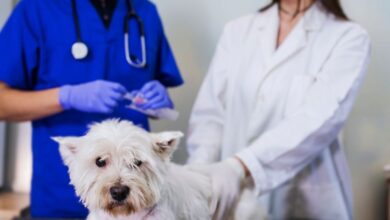 Sarna Otodécica — O Terror que Mora no Ouvido