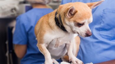 Equinococose — O Cisto que Pode Matar em Silêncio