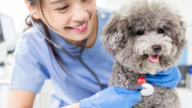 Dipilidiose — A Tênia que Chega Junto com a Pulga