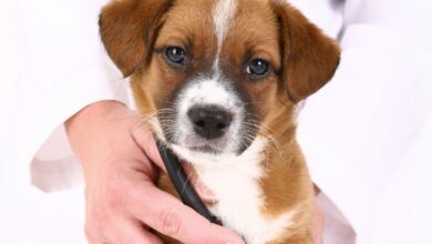 Sarna Sarcóptica — O Inimigo Invisível que Devora a Pele