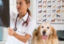 Lúpus Eritematoso Sistemico em Cães