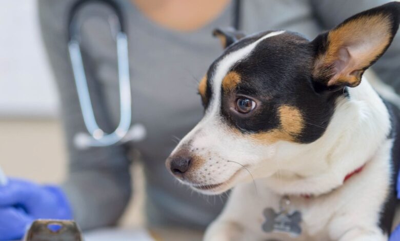 Hipoadrenocorticismo autoimune em cães