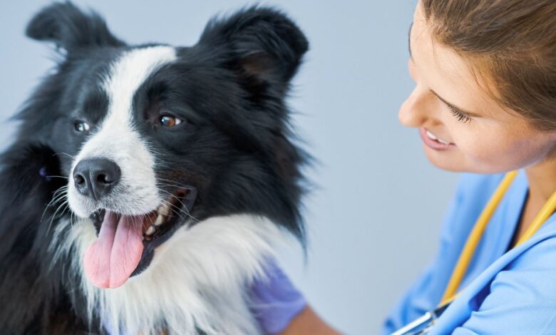 Ancilostomíase — O Verme-Anzol que Suga a Vida