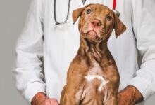 Toxocaríase — O Ascarídeo que Ameaça Cães e Humanos
