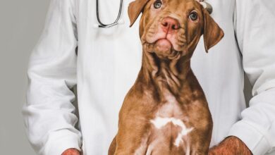 Toxocaríase — O Ascarídeo que Ameaça Cães e Humanos