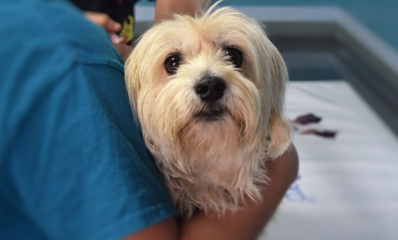 Anemia Hemolítica Imunomediada em cães