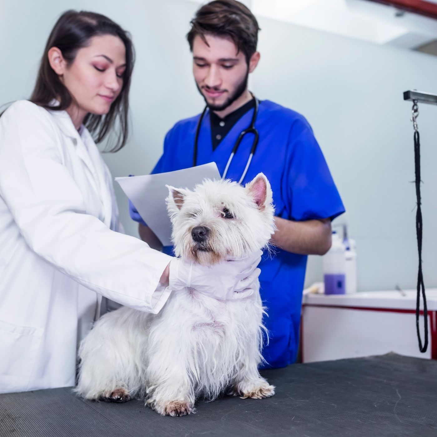 Trombocitopenia Imunomediada canina