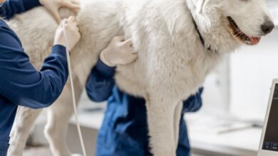 Hepatite A em Primatas de Zoológico: Transmissão do vírus humano para macacos via alimentos ou manipuladores contaminados.