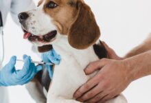 Herpes Simplex Humano em Saguis: Infecção fatal pelo HSV-1 humano em pequenos primatas e coelhos.