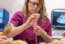 Babesiose — Quando o Sangue é o Campo de Batalha