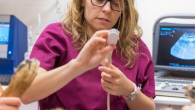 Babesiose — Quando o Sangue é o Campo de Batalha