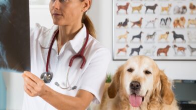 10 Doenças que mais acometem os Cães de Grande Porte