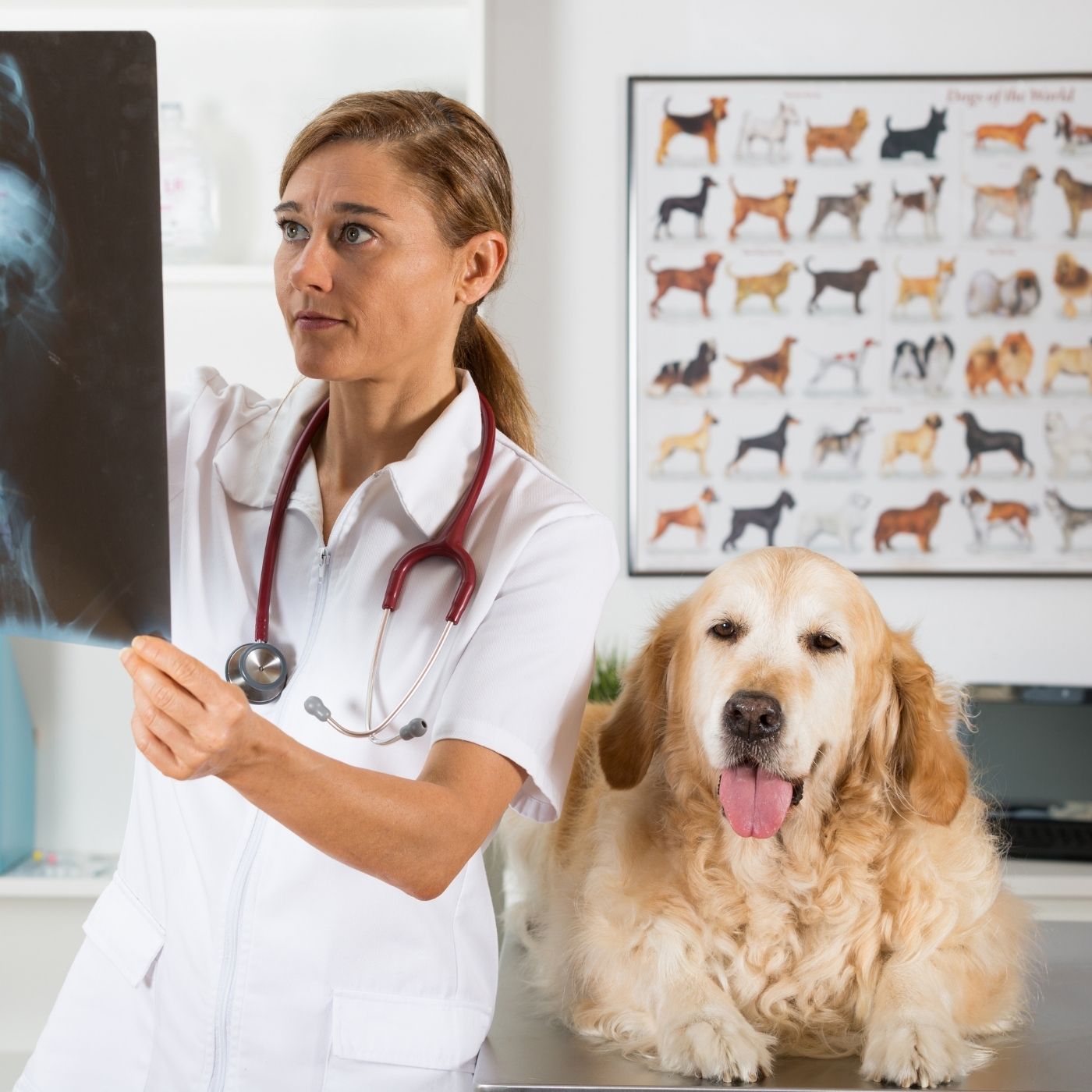 10 Doenças que mais acometem os Cães de Grande Porte