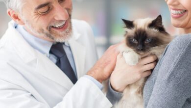 Tireoidite autoimune canina