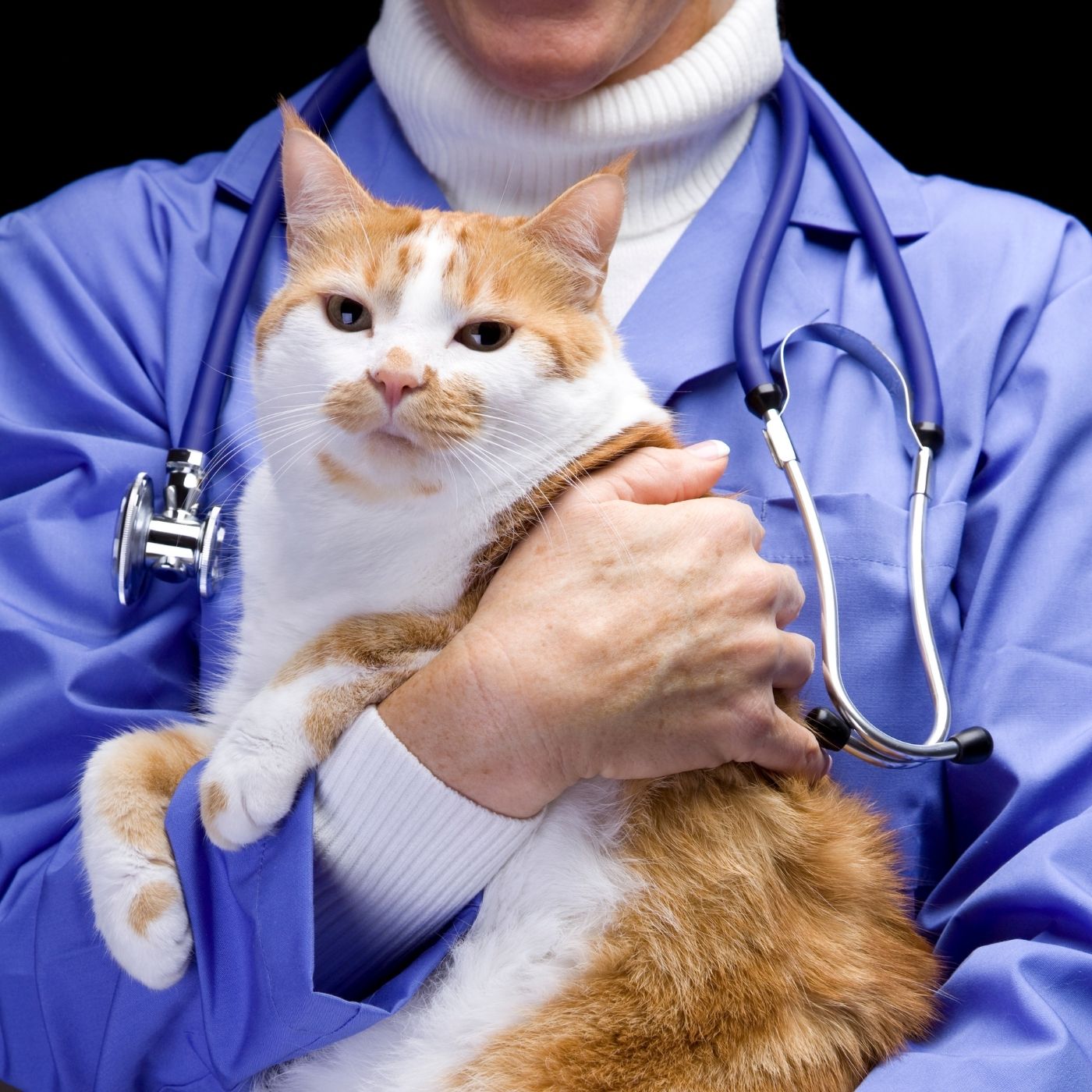 Influenza A (Gripe H1N1) em Suínos: Infecção de porcos pelo vírus da gripe humana, podendo gerar novas mutações.