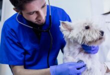 Espondilite Imunomediada em cães