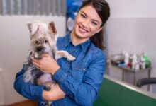 Polimiosite Imunomediada em cães