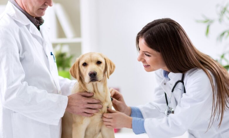 Adenovirose Humana em Animais de Cativeiro: Doenças respiratórias e entéricas em primatas causadas por tratadores humanos.