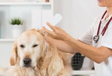 Miastenia Gravis em cães