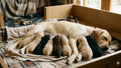 Gestação cachorro: quanto dura, evolucao, número de filhotes e curiosidades