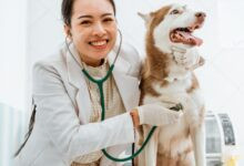 Conheça 379 empresas do ramo Atividades veterinárias em Mato Grosso do Sul
