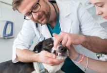 Conheça 500 empresas do ramo Atividades veterinárias no Estado de São Paulo