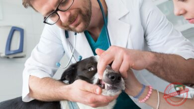 Conheça 500 empresas do ramo Atividades veterinárias no Estado de São Paulo