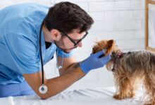 Conheça 500 empresas do ramo Atividades veterinárias no Estado do Rio de Janeiro
