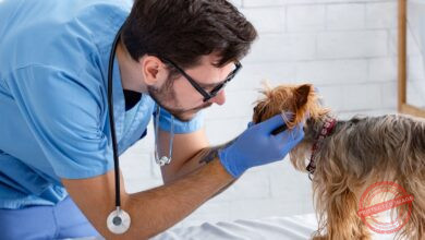 Conheça 500 empresas do ramo Atividades veterinárias no Estado do Rio de Janeiro