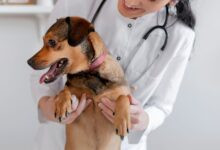Conheça 500 empresas do ramo Atividades veterinárias no Paraná
