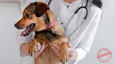 Conheça 500 empresas do ramo Atividades veterinárias no Paraná