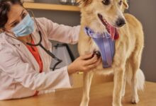 Conheça 500 empresas do ramo Atividades veterinárias no Rio Grande do Sul