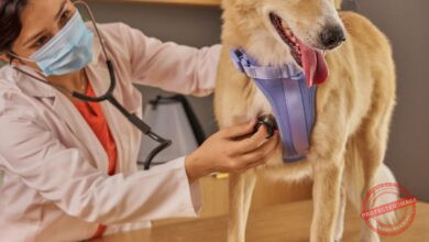 Conheça 500 empresas do ramo Atividades veterinárias no Rio Grande do Sul