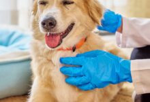 Conheça 364 empresas do ramo Atividades veterinárias em Pernambuco