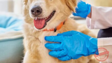 Conheça 364 empresas do ramo Atividades veterinárias em Pernambuco