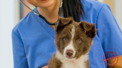 Conheça 500 empresas do ramo Atividades veterinárias em Santa Catarina