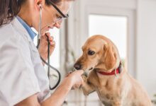 Conheça 500 empresas do ramo Atividades veterinárias em Minas Gerais