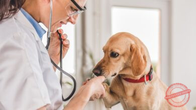 Conheça 500 empresas do ramo Atividades veterinárias em Minas Gerais